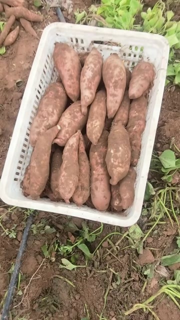 南宫市龙薯九大量上市