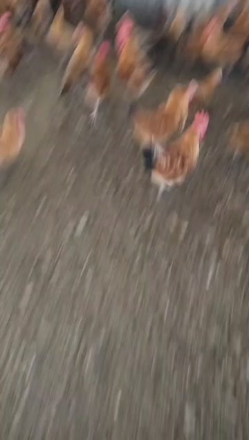 如东县青脚鸡