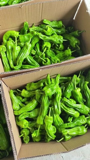 宜昌湖北辣椒   好辣椒  芜湖椒  泡椒  辣椒，  看货论价