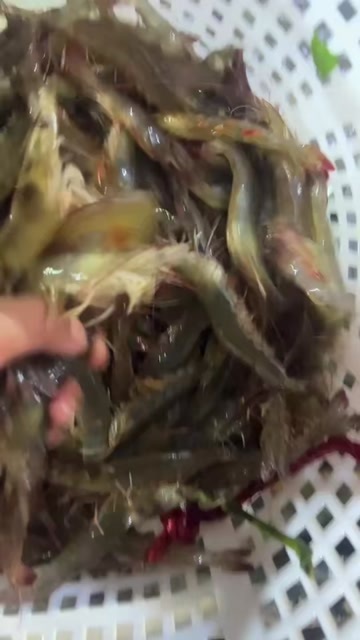 成都南美白对虾