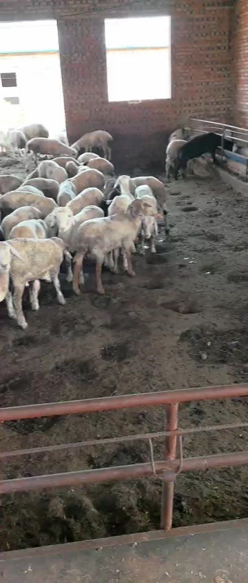 怀仁市育肥活羊，羊肉