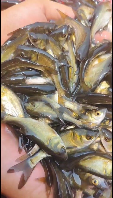 花鲢鱼苗，花鲢鱼专业调理水质净化水质的，水越肥长得越快越大
