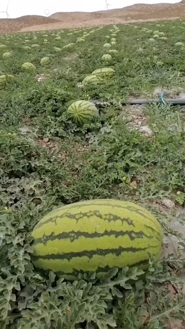 中卫宁夏硒砂瓜