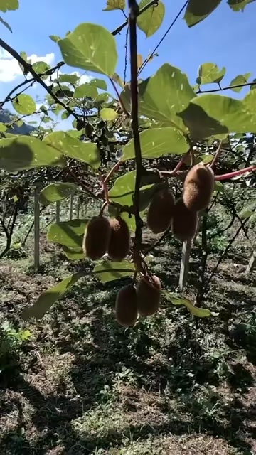 贵州高山猕猴桃