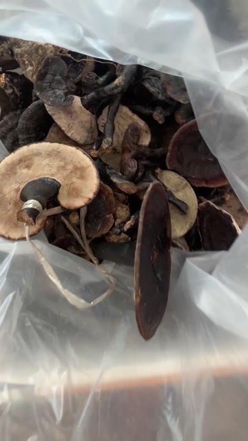 贵州防种植黑灵芝