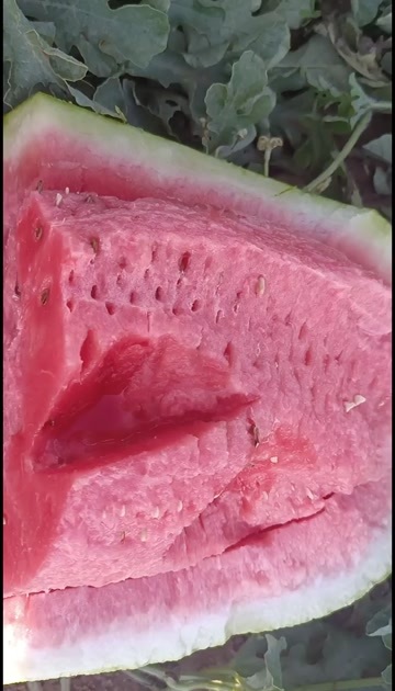 中宁县硒砂瓜