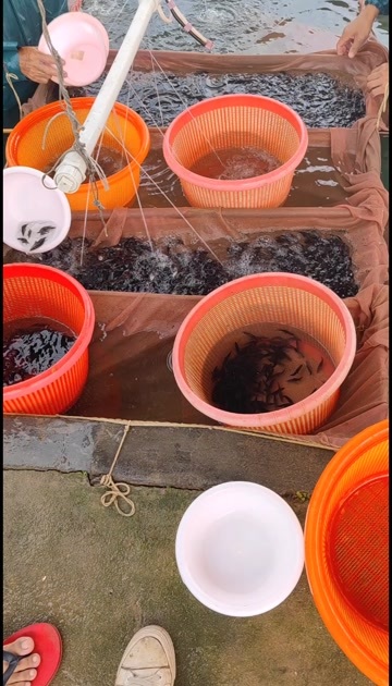 广州鳜鱼又名桂花鱼、季花鱼等，是淡水鱼类中的名贵鱼类，肉质纯白