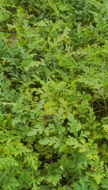 北京头茬甜王西瓜12斤打底都是靓瓜