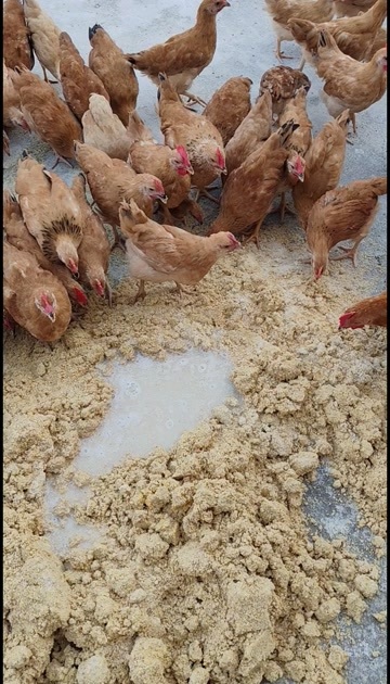 广水市正宗散养土鸡，吃玉米，稻谷