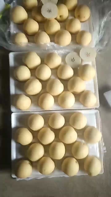 赵县河北赵县皇冠梨