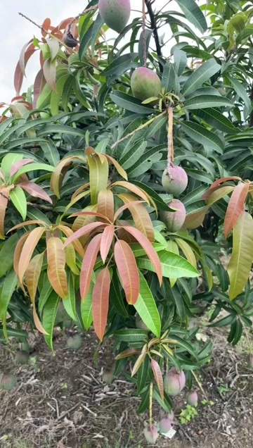 钦州广西芒果大量出售，基地拿货