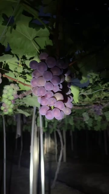 浦江巨峰葡萄 整个村都是量大 骗子绕道