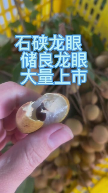 广东龙眼（石硖龙眼、储良龙眼、古沙）欢迎各位老板来品尝