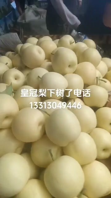 赵县皇冠梨