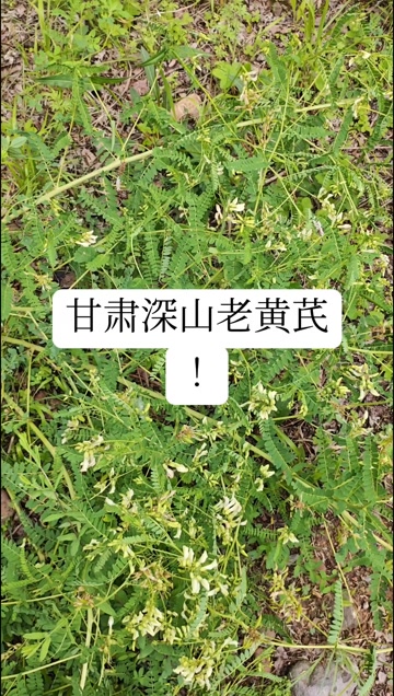 甘肃岷县黄芪白皮芪切片 ！农户自家种植！品质可靠！可以溯源！