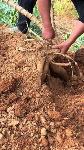 合浦县广西北海合浦食用黄心木薯产地直供