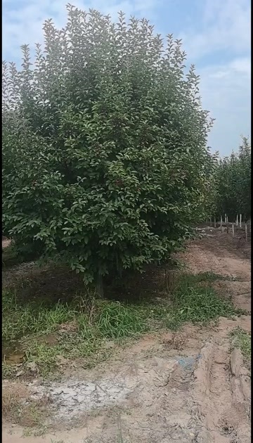 晋中精品绚丽海棠西府海棠海棠垂丝海棠大量有货