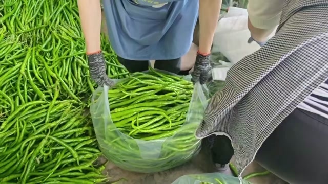 兴山县8号线椒，基地货源，纸箱一个5元