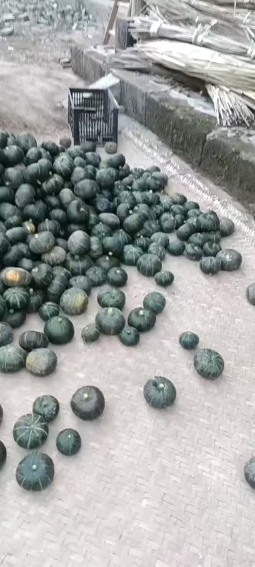 盐亭县贝贝南瓜70000斤左右
