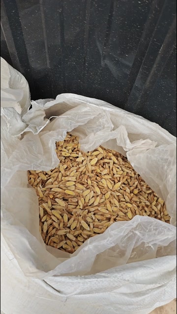 甘肃岷县黄芪白皮芪切片 ！农户自家种植！品质可靠！可以溯源！