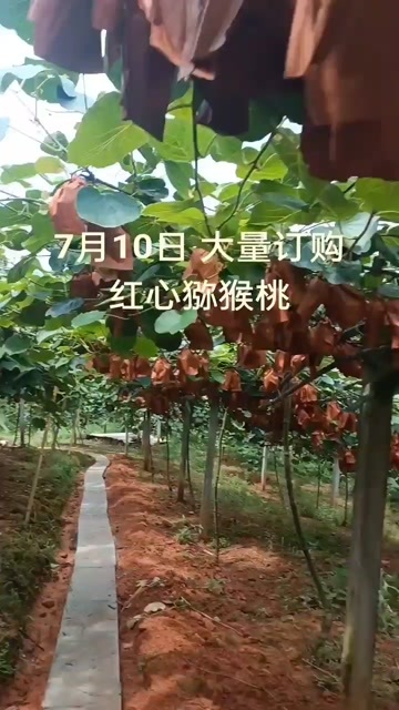 红心猕猴桃大量上市欢迎订购