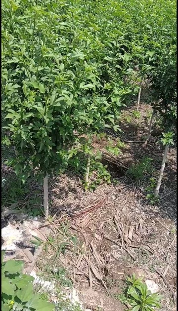 泰安木槿2.5-3.5公分