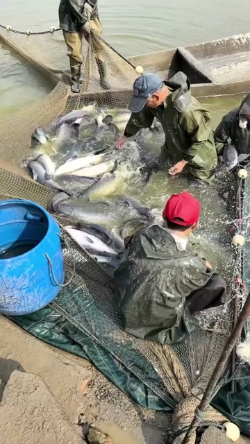 安乡县10-17 青鱼平14斤左右
