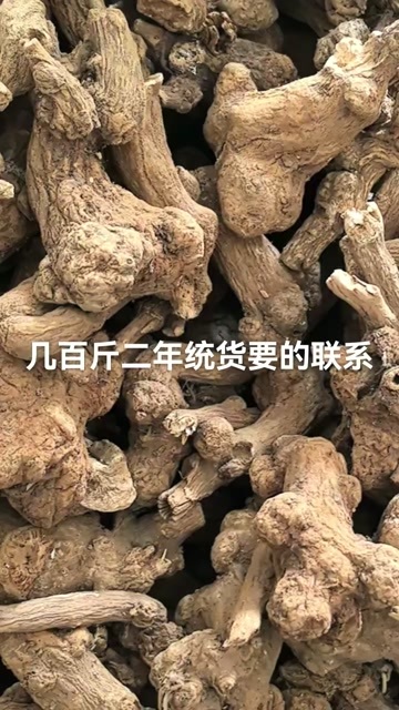亳州二年白术统货