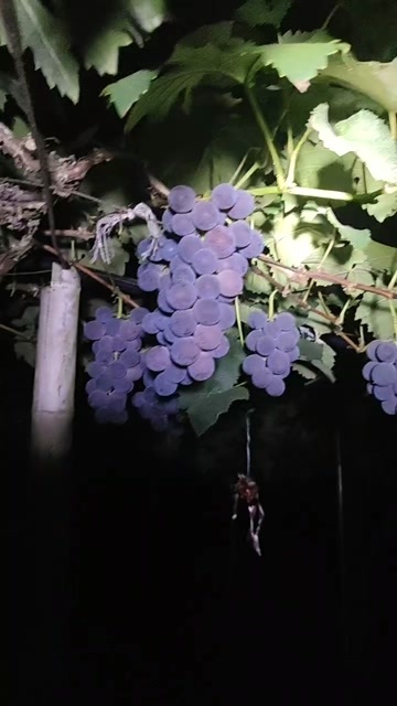福安市高山晚熟巨峰葡萄