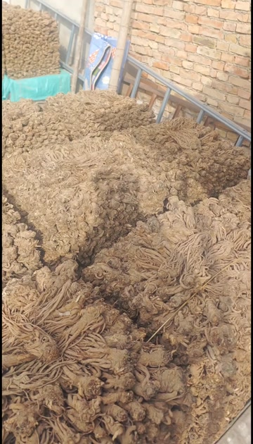 甘肃岷县当归无硫原条，阿帅家一手货源，煲汤炖肉