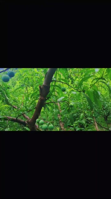 绥江县自产自销  李子