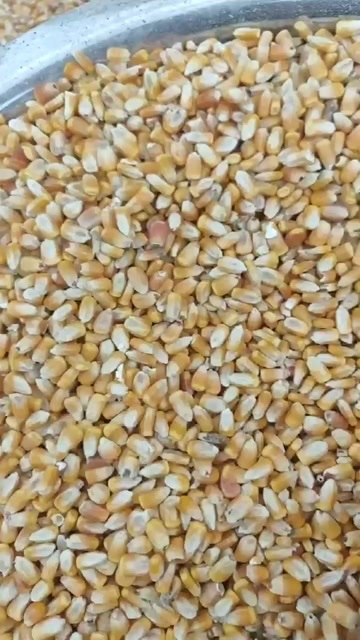 哈尔滨干玉米粒，标二。现货，现货，现货。不是内蒙货