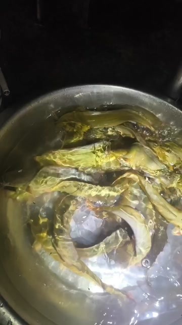广州塘角鱼