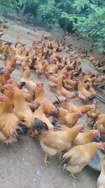 兴业县广西阉鸡