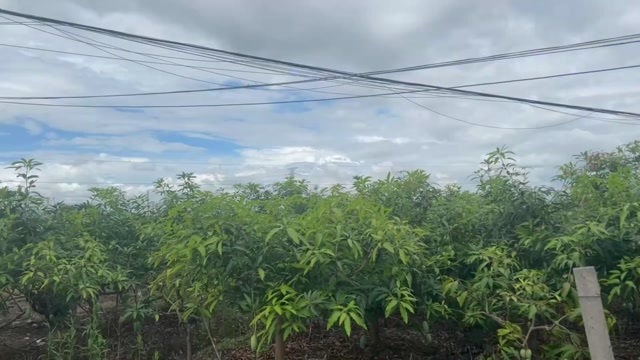 田东县广西台农芒9斤装 老农自种现摘大果 核薄高甜不塞牙