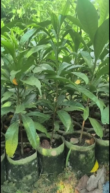 博白县耀堂仙桃新品嫁接乔木四季开花阳台楼顶四季常青南北种植