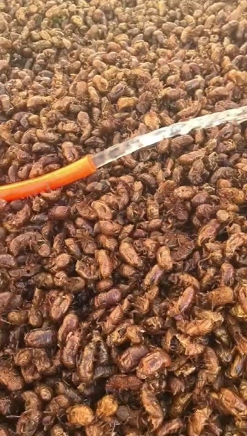光山县正品大号黄壳蝉蜕，水洗三遍，干净，品相好。