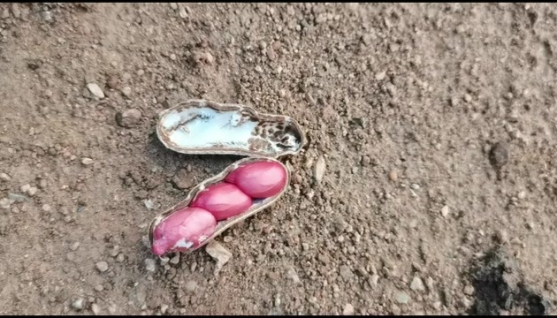 费县山东费县红皮花生 产地直供鲜花生 油料作物优质选择