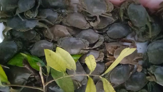 青蟹苗