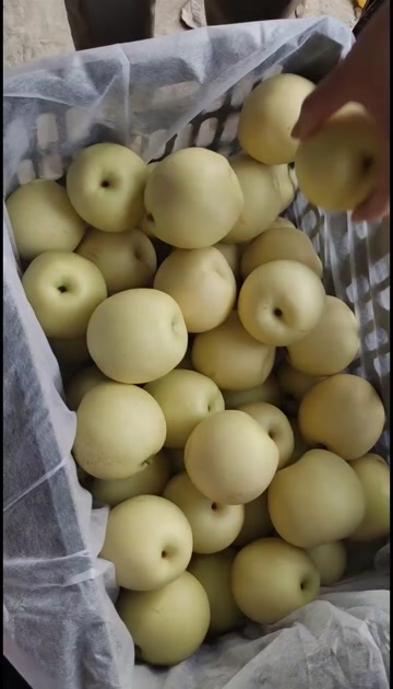辛集市皇冠梨