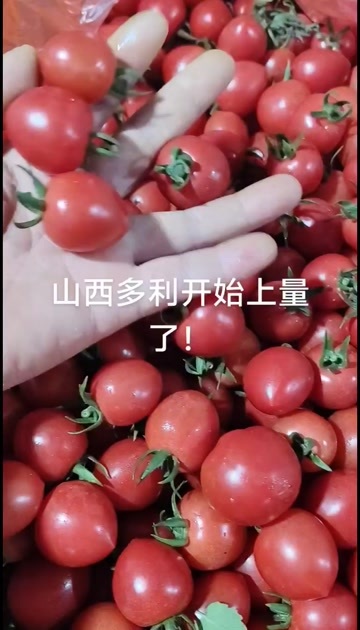 阳高县山西阳高釜山88圣女果 新鲜水果浆果类 产地直供