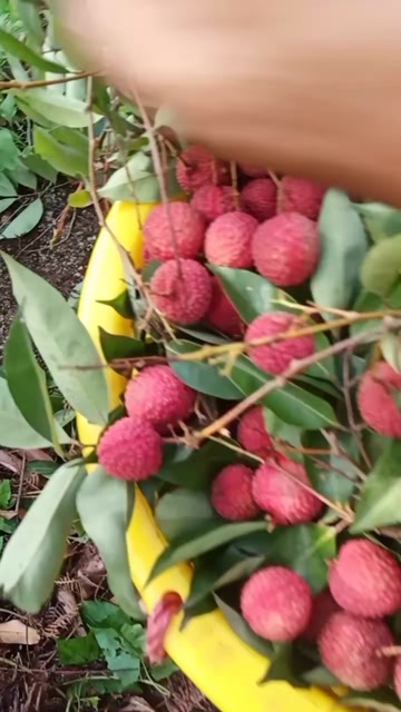 东莞市荔枝