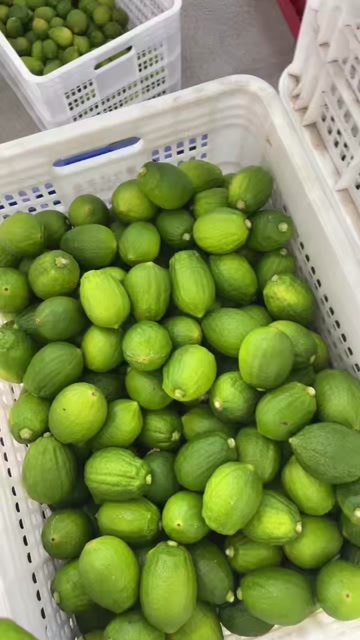 广州广东增城香水柠檬 柠檬种植基地直供