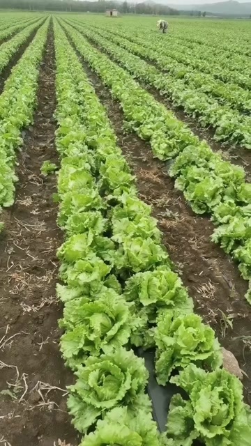 沽源县沽源小厂新下来的60亩生菜