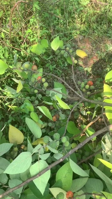 常宁市构树干果