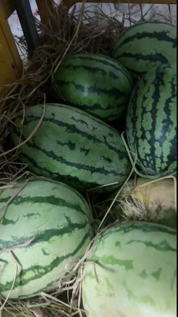 通城县西瓜露天种植，无农化肥。纯绿色。
