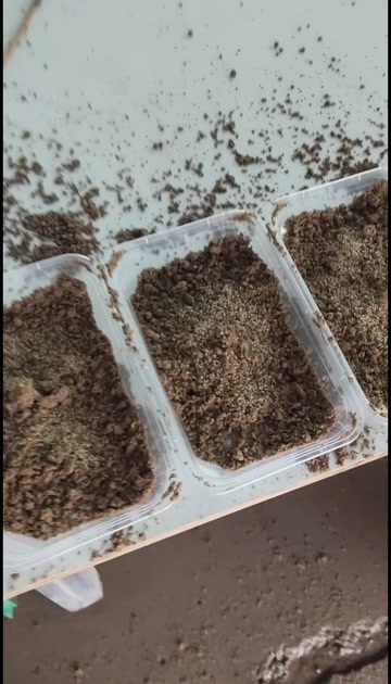 商丘金蝉幼苗送货上门