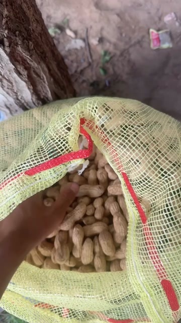 开封开封市沙地鲜花生，颗粒饱满，不粘泥土，量大价优