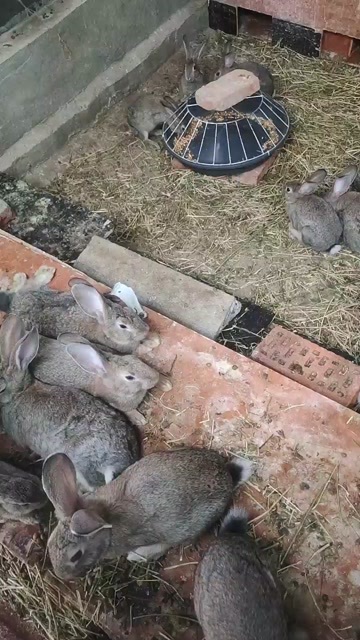 布尔津县兔子