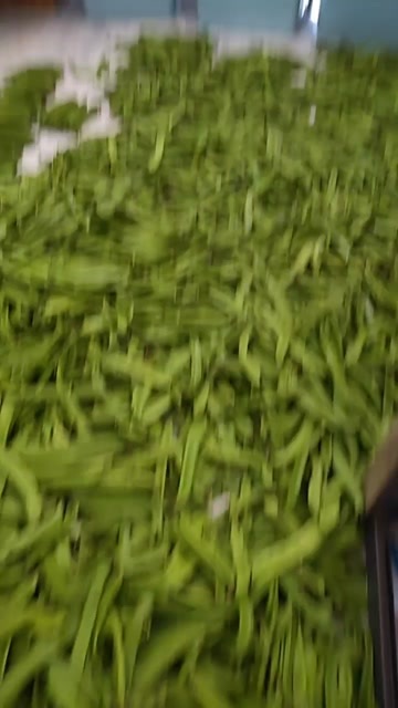 万载县刀豆